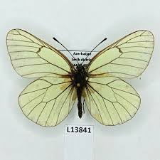 Attēlu rezultāti vaicājumam “Aporia crataegi male”