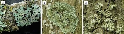 Attēlu rezultāti vaicājumam “Flavoparmelia caperata”