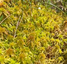Attēlu rezultāti vaicājumam “Sphagnum teres”