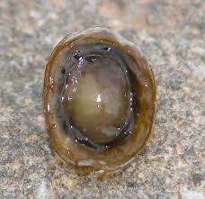 Attēlu rezultāti vaicājumam “Ancylus fluviatilis”