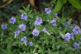 Attēlu rezultāti vaicājumam “Veronica austriaca subsp. teucrium leaf”