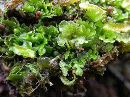 Attēlu rezultāti vaicājumam “Riccardia multifida”