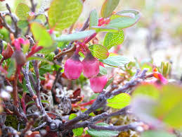 Attēlu rezultāti vaicājumam “Vaccinium uliginosum bud”