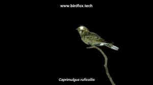 Image result for Caprimulgus ruficollis