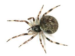 Attēlu rezultāti vaicājumam “Theridiidae”