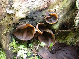 Attēlu rezultāti vaicājumam “Peziza repanda”