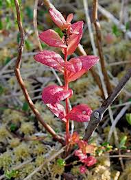 Attēlu rezultāti vaicājumam “Exobasidium splendidum”