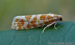 Attēlu rezultāti vaicājumam “Rhyacionia pinicolana”