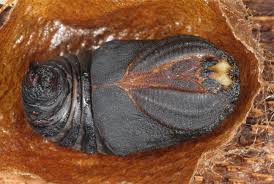 Attēlu rezultāti vaicājumam “Saturnia pavonia larva”