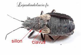 Attēlu rezultāti vaicājumam “Nithecus jacobaeae”
