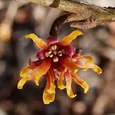 Attēlu rezultāti vaicājumam “Hamamelis vernalis flower”
