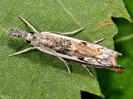 Attēlu rezultāti vaicājumam “Platytes alpinella”