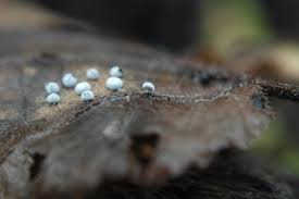 Attēlu rezultāti vaicājumam “Didymium squamulosum spores”