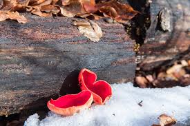 Attēlu rezultāti vaicājumam “Sarcoscypha austriaca”