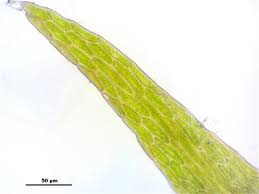 Attēlu rezultāti vaicājumam “Hygroamblystegium tenax”