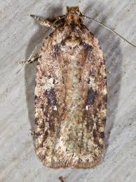 Attēlu rezultāti vaicājumam “Agonopterix ciliella imago”