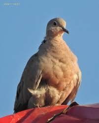 Attēlu rezultāti vaicājumam “Streptopelia decaocto adult”