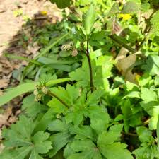 Attēlu rezultāti vaicājumam “Sanicula europaea”