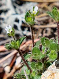 Attēlu rezultāti vaicājumam “Cerastium semidecandrum leaf”