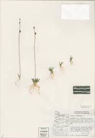 Attēlu rezultāti vaicājumam “Lobelia dortmanna”