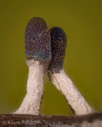 Attēlu rezultāti vaicājumam “Diachea leucopodia”