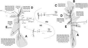 Attēlu rezultāti vaicājumam “Distichium capillaceum sporophyte”