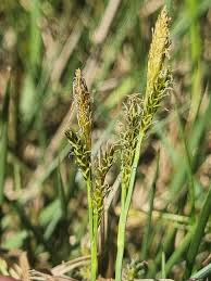 Attēlu rezultāti vaicājumam “Carex acuta leaf”