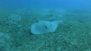 Image result for Himantura uarnak