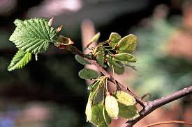 Attēlu rezultāti vaicājumam “Ulmus laevis leaf”