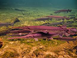 Image result for Lepisosteus osseus