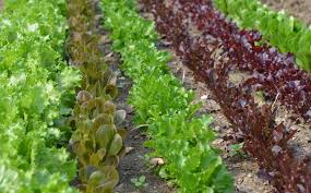 Image result for Pflücksalat