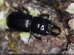 Attēlu rezultāti vaicājumam “Ceruchus chrysomelinus imago”