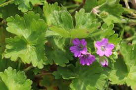 Attēlu rezultāti vaicājumam “Geranium molle leaf”