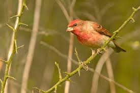 Attēlu rezultāti vaicājumam “Carpodacus erythrinus adult”