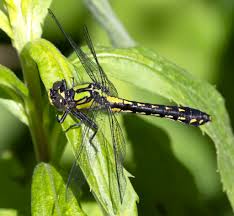 Attēlu rezultāti vaicājumam “Gomphidae”