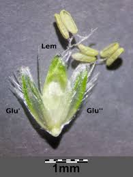 Attēlu rezultāti vaicājumam “Alopecurus aequalis flower”