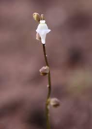 Attēlu rezultāti vaicājumam “Utricularia minor bud”
