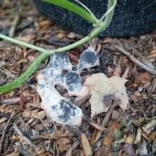 Attēlu rezultāti vaicājumam “Fuligo septica var. candida spores”