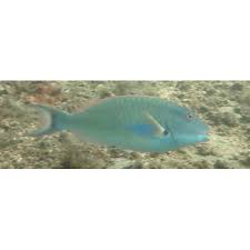 Image result for Scarus taeniopterus