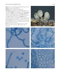 Attēlu rezultāti vaicājumam “Arcyria cinerea stalked”