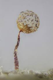 Attēlu rezultāti vaicājumam “Cribraria splendens spores”