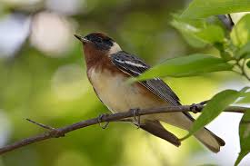 Image result for Dendroica castanea