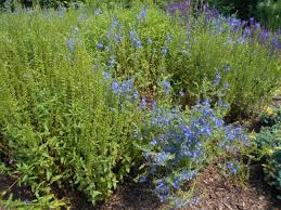 Attēlu rezultāti vaicājumam “Veronica austriaca subsp. teucrium”
