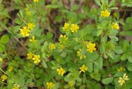 Attēlu rezultāti vaicājumam “Trifolium dubium flower”