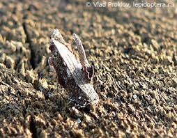 Attēlu rezultāti vaicājumam “Proutia betulina larva”