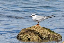 Image result for Sterna forsteri