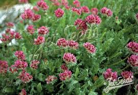 Image result for Anthyllis vulneraria rubra