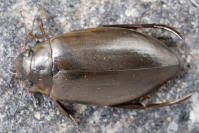 Attēlu rezultāti vaicājumam “Colymbetes striatus”