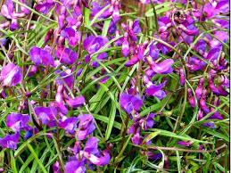 Attēlu rezultāti vaicājumam “Lathyrus vernus”