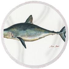 Image result for Lamna nasus